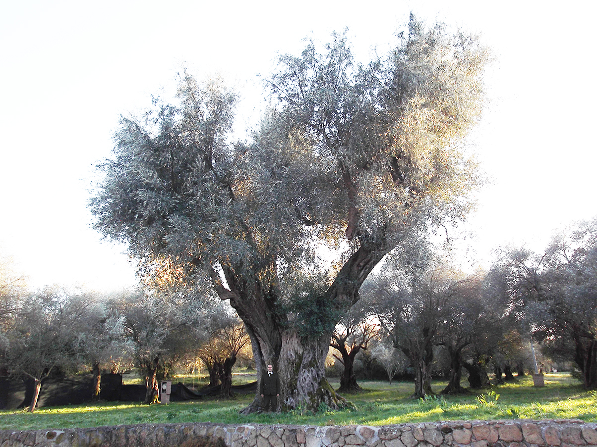 Albero Bello di Villa Adriana