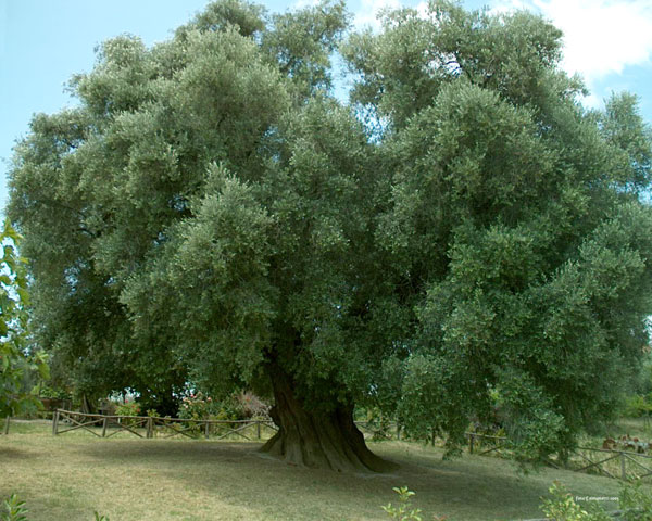 L'Olivone di Canneto